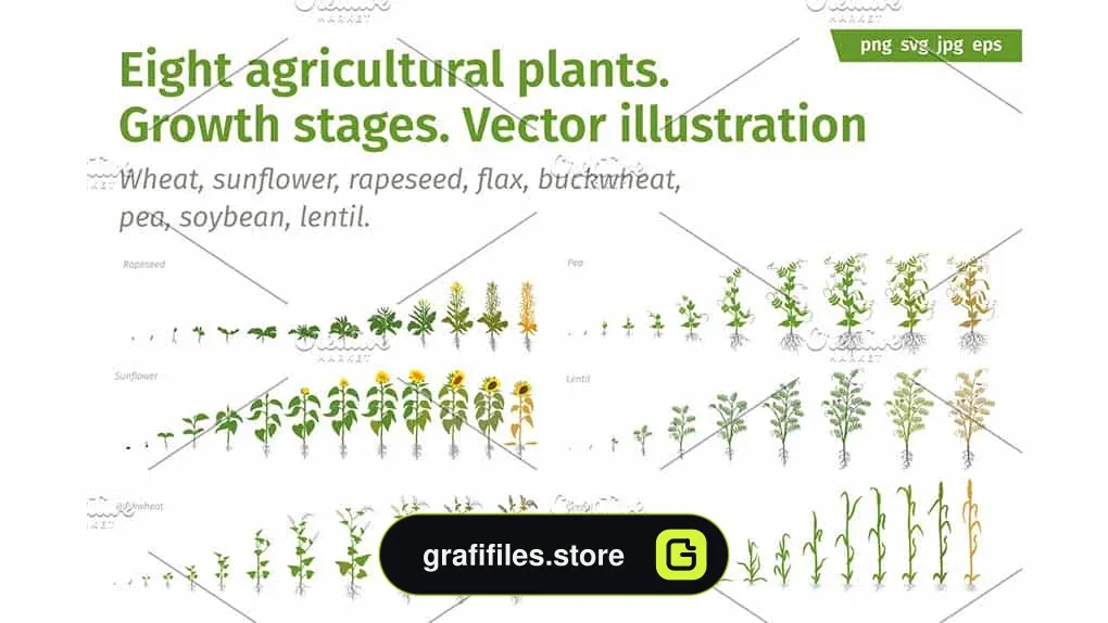 دانلود وکتور سبزیجات Vegetable crop growth stages