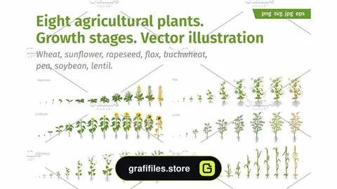 دانلود وکتور سبزیجات Vegetable crop growth stages