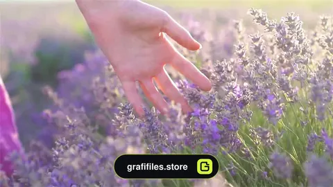 فوتیج Woman Touching Lavender Flowers In Field