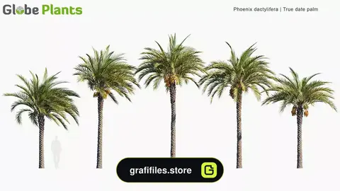 دانلود آبجکت درخت نخل