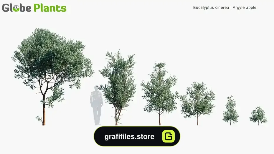 دانلود مدل سه بعدی گیاهان باغ خانه استرالیایی - 18 مدل سه بعدی گیاهان باغ خانه استرالیایی - 17