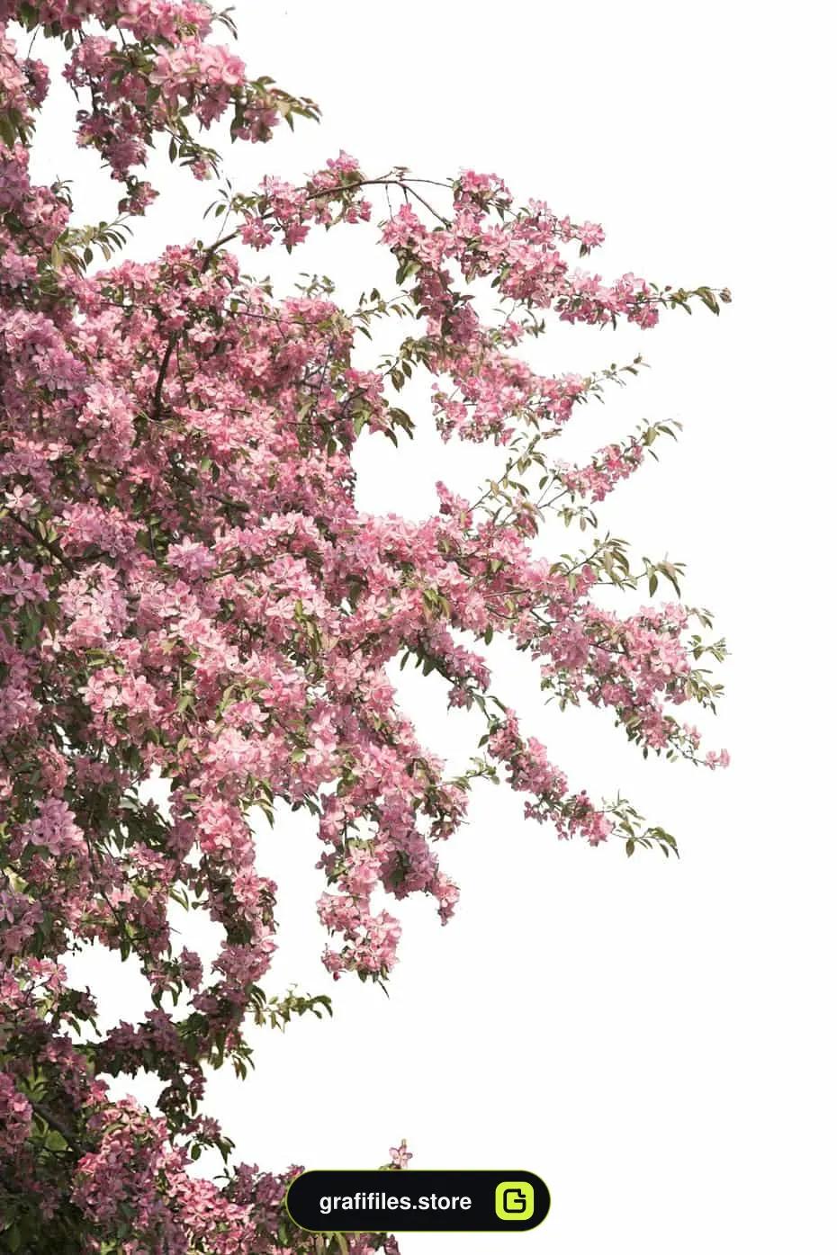 دانلود تصویر نمای نزدیک درخت