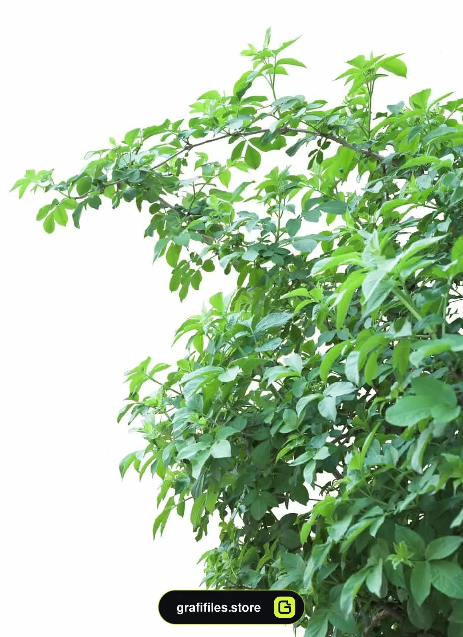 تصویر نمای نزدیک درخت