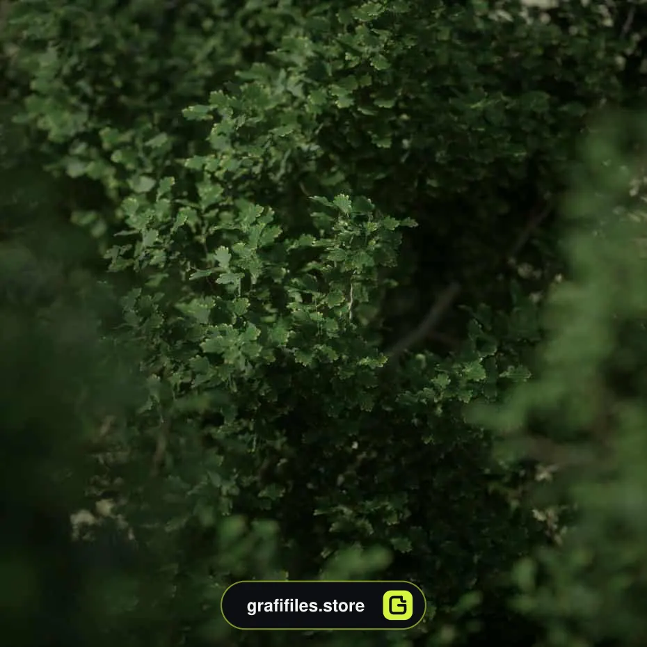 شیدر برگ درخت - 3