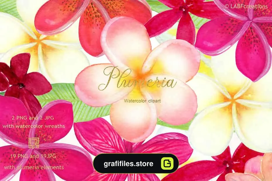 دانلود کلیپ آرت گل های گرمسیری Plumeria Tropical watercolor flowers - 1 کلیپ آرت گل های گرمسیری