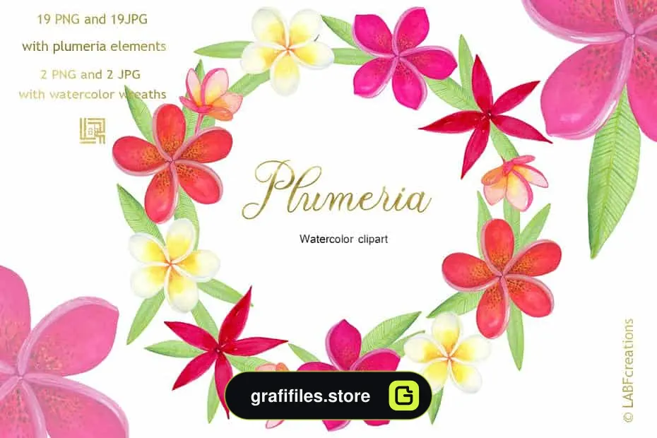 دانلود کلیپ آرت گل های گرمسیری Plumeria Tropical watercolor flowers - 3 کلیپ آرت گل های گرمسیری - 2