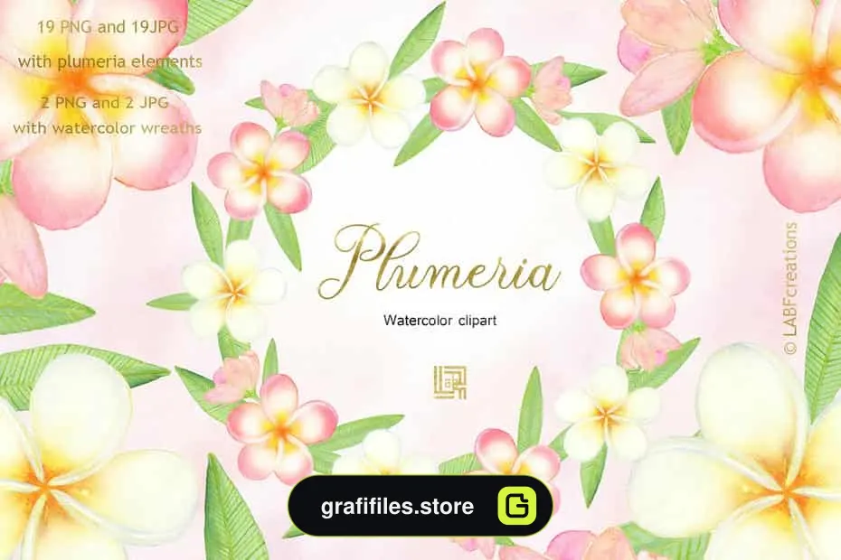 دانلود کلیپ آرت گل های گرمسیری Plumeria Tropical watercolor flowers - 5 کلیپ آرت گل های گرمسیری - 4