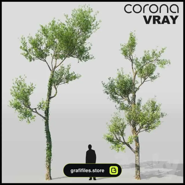 دانلود 60 مدل سه بعدی درخت