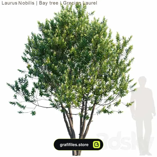 دانلود 53 مدل سه بعدی درخت
