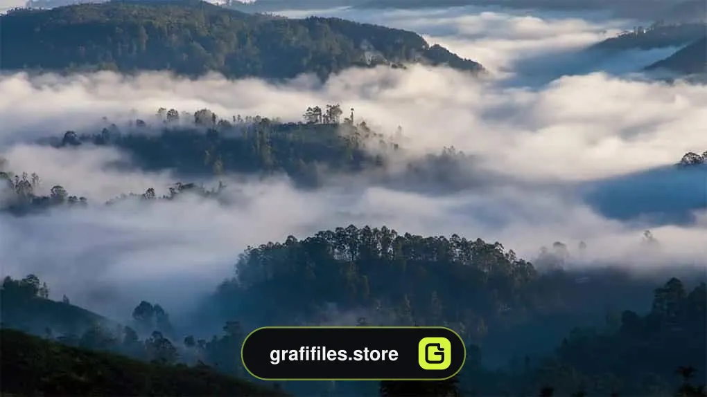 فوتیج مه بر فراز جنگل Fog Over The Forest