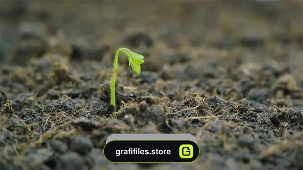 فوتیج نهال در حال رشد Growing Seedling Emerges