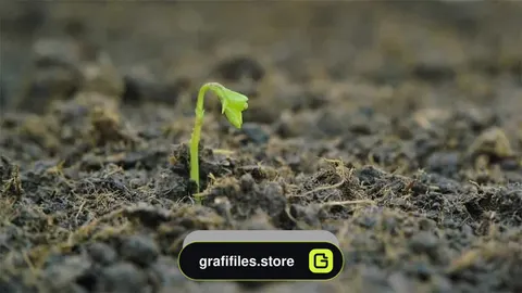 فوتیج نهال در حال رشد Growing Seedling Emerges