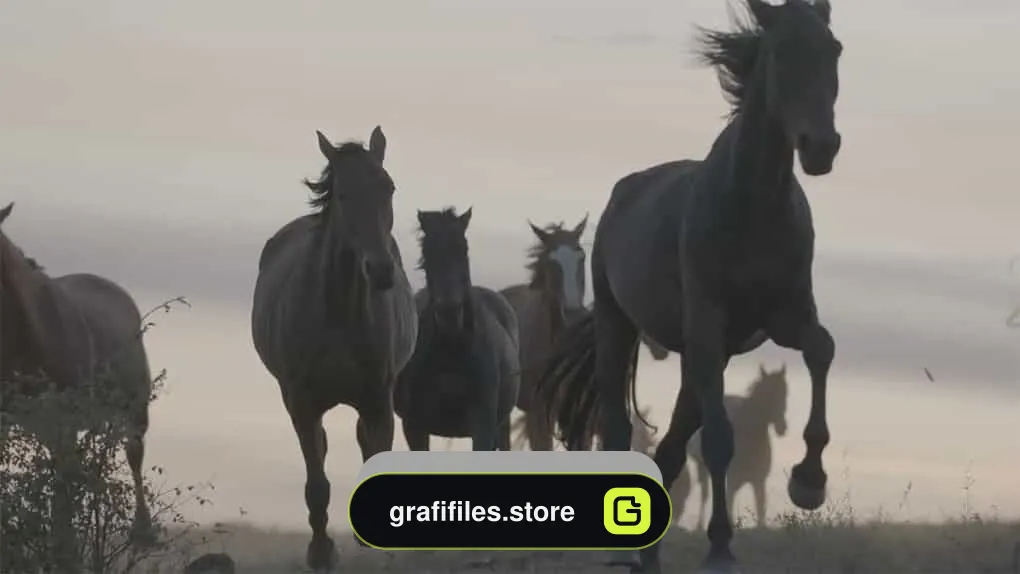 فوتیج دویدن اسب ها در علفزار Horses Run Across The Grass