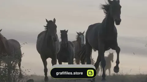 فوتیج دویدن اسب ها در علفزار Horses Run Across The Grass