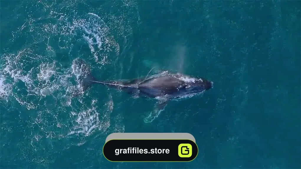 فوتیج بازی نهنگ کوهان‌ دار Humpback Whale Playing