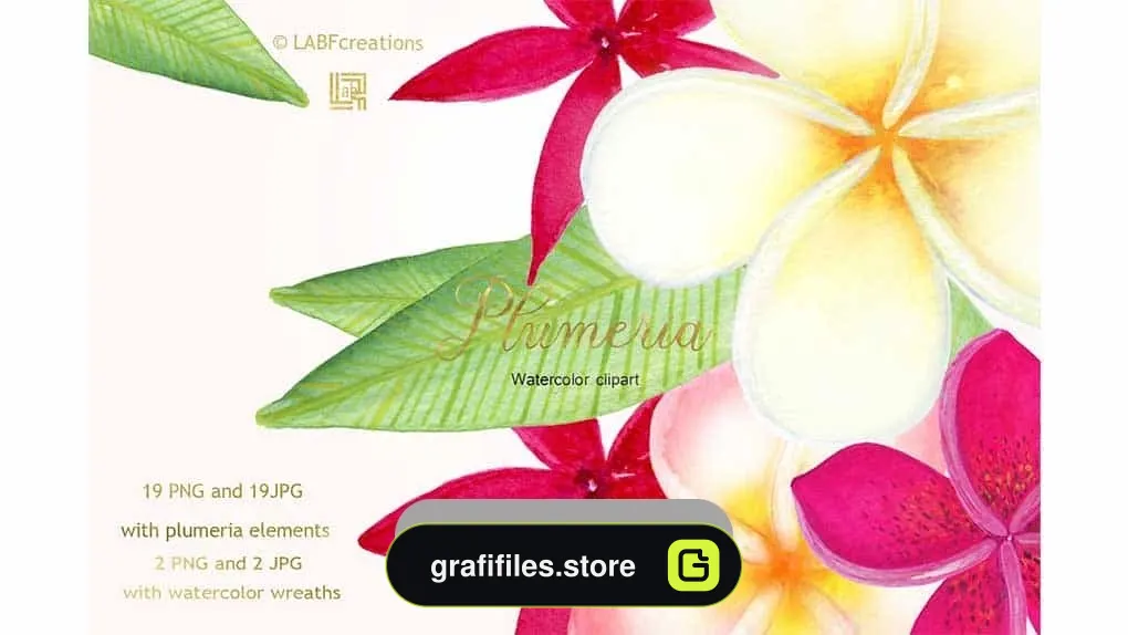 دانلود کلیپ آرت گل های گرمسیری Plumeria Tropical watercolor flowers