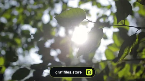 فوتیج نور خورشید از میان برگ درختان Sun Flare Between Green Leaves