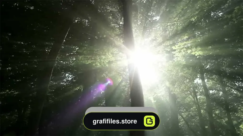 فوتیج نور خورشید در جنگل سبز Sunlight In Green Forest