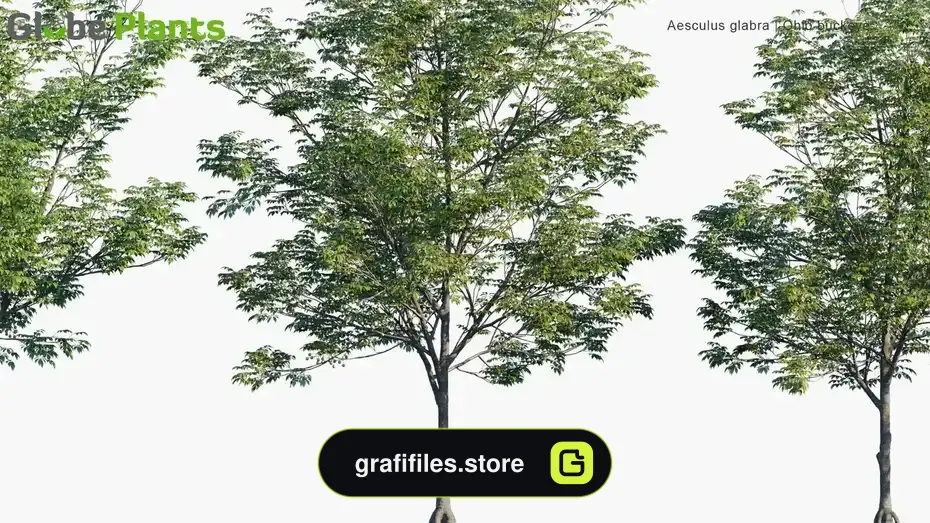 دانلود آبجکت گیاهان معتدل - 14 آبجکت گیاهان معتدل - 13