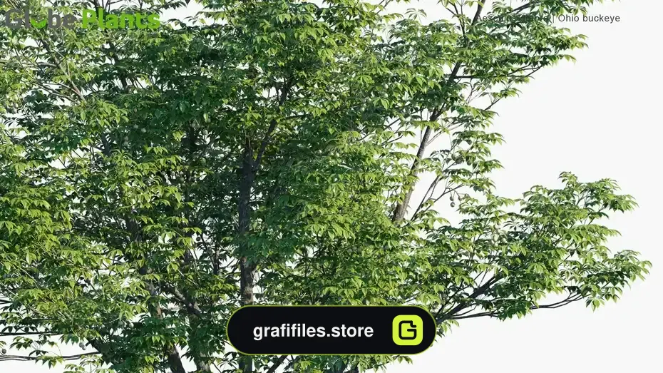 دانلود آبجکت گیاهان معتدل - 16 آبجکت گیاهان معتدل - 15