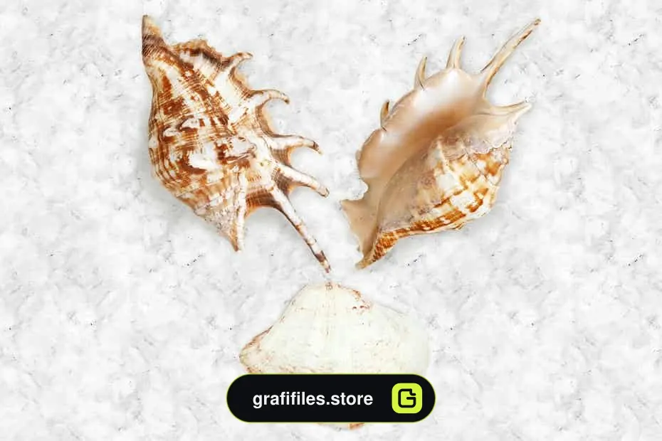 موکاپ صدف دریایی