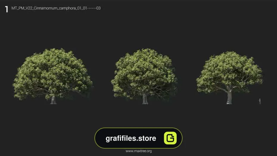 مجموعه مدل سه بعدی درخت